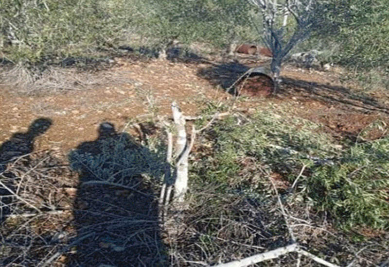 Поселенцы атакуют палестинские земли к востоку от Сальфита